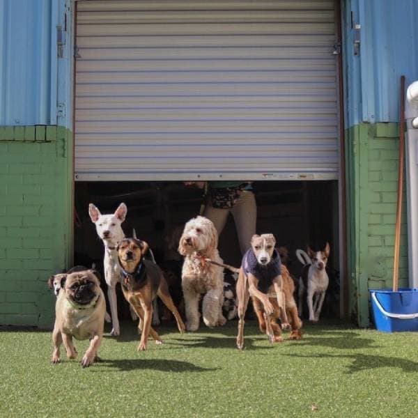 watering bowl dogs