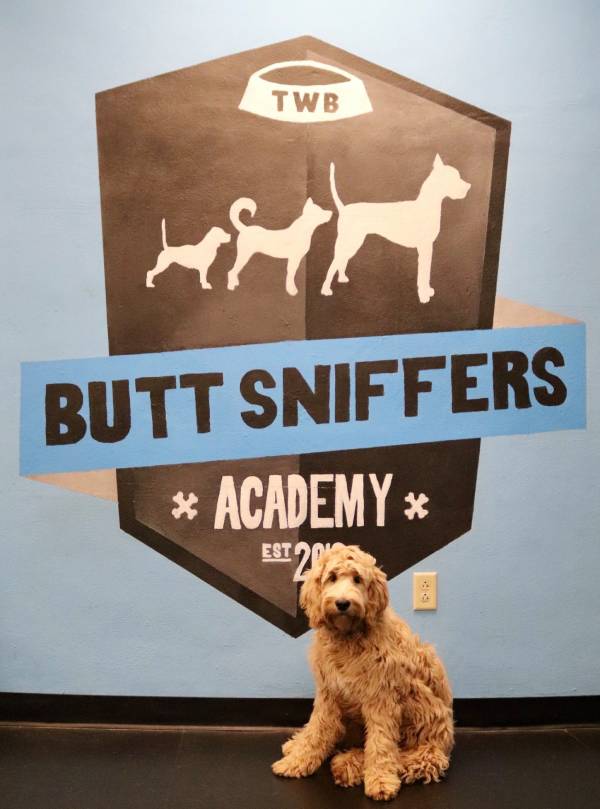 butt sniffers academy